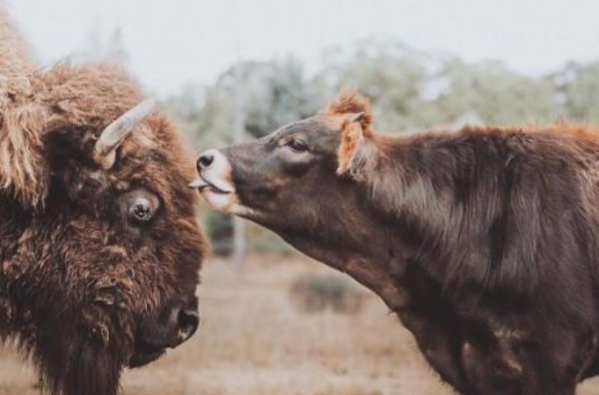  Un veau curieux se lie d’amitié avec un bison solitaire et aveugle, ce qui change sa vie.