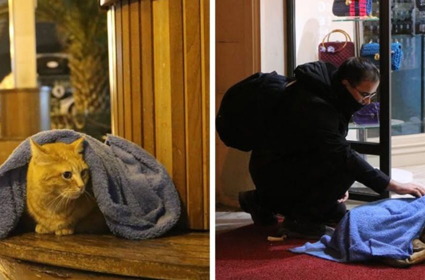  Le dentiste cherche des animaux sans abri dans la ville le soir. Il les abrite du froid avec des couvertures et de l’amour.