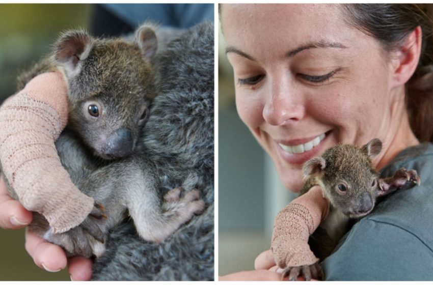  Un bébé koala orphelin reçoit un mini plâtre sur le bras après être tombé d’un arbre